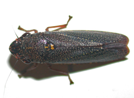 Speckled Sharpshooter
